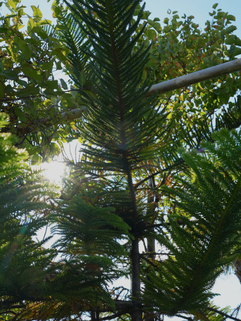 piante sempreverdi - terrazzo tropical - studio laivalenti