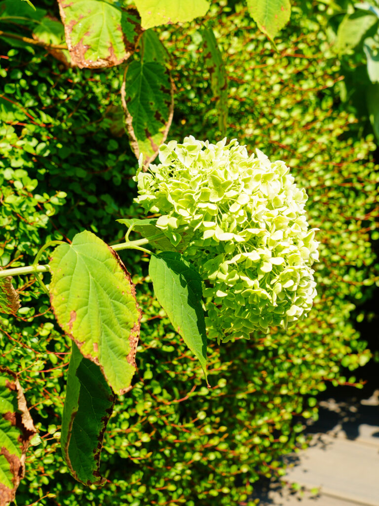 Dettaglio vegetazione mediterranea con ortensie su terrazzo urbano
