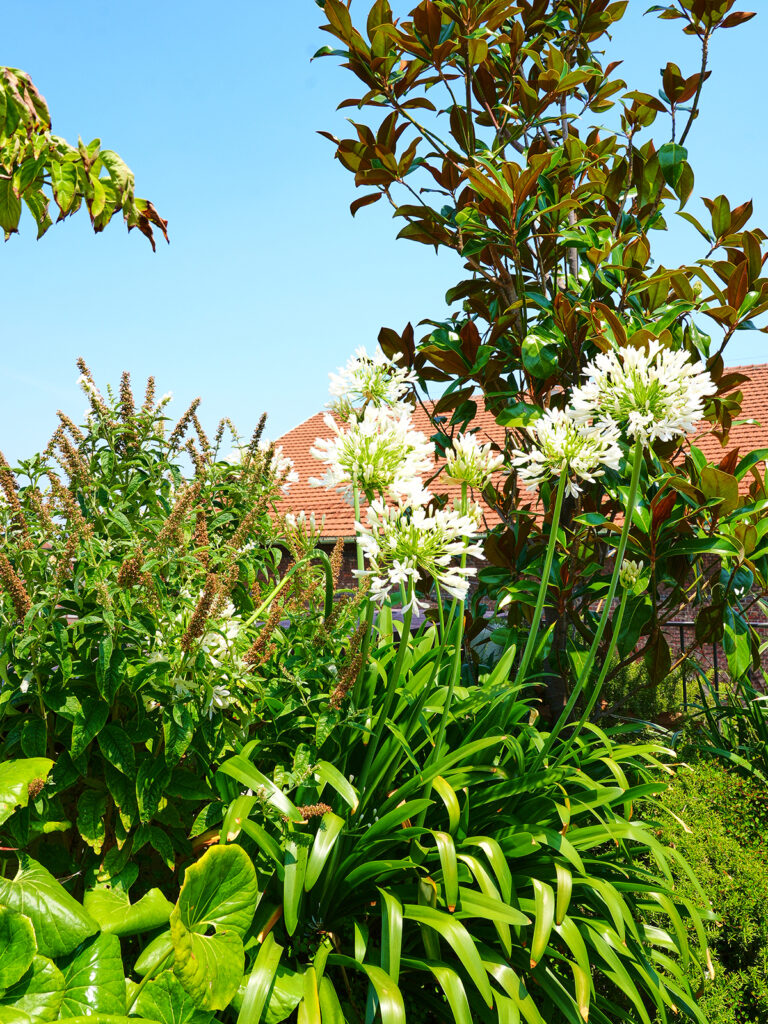 Dettaglio vegetazione mediterranea con agapanti su terrazzo urbano