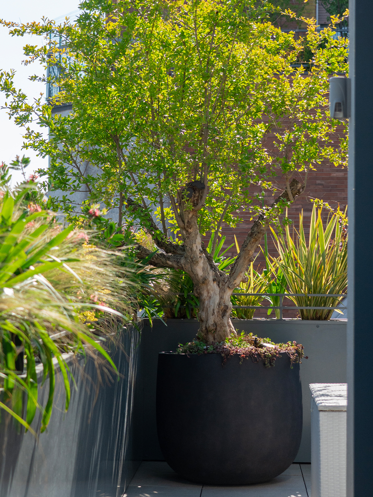 progettazione verde - studio laivalenti - terrazzo milano
