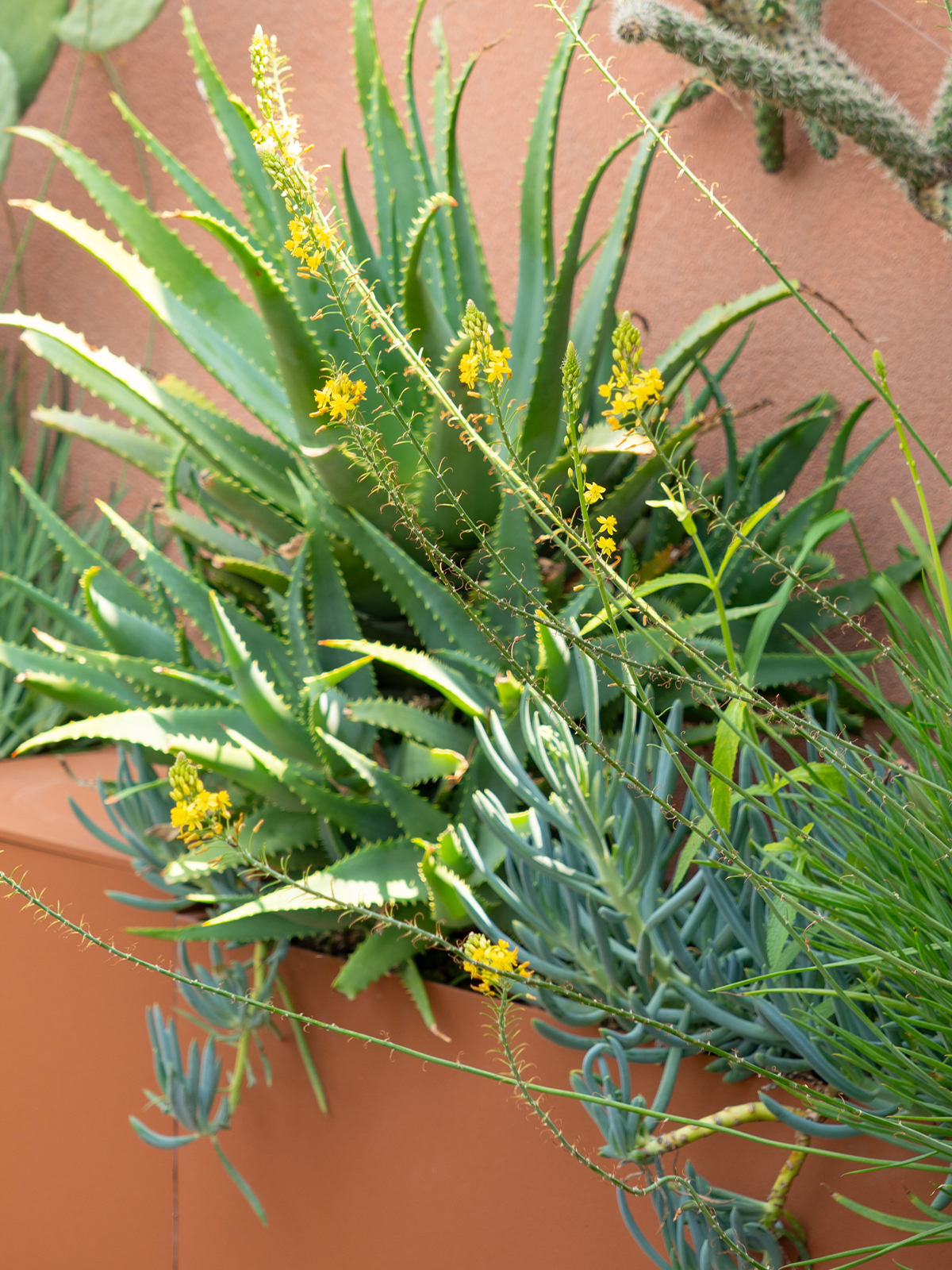 studio laivalenti - terrazzo mexican jungle - outdoor design