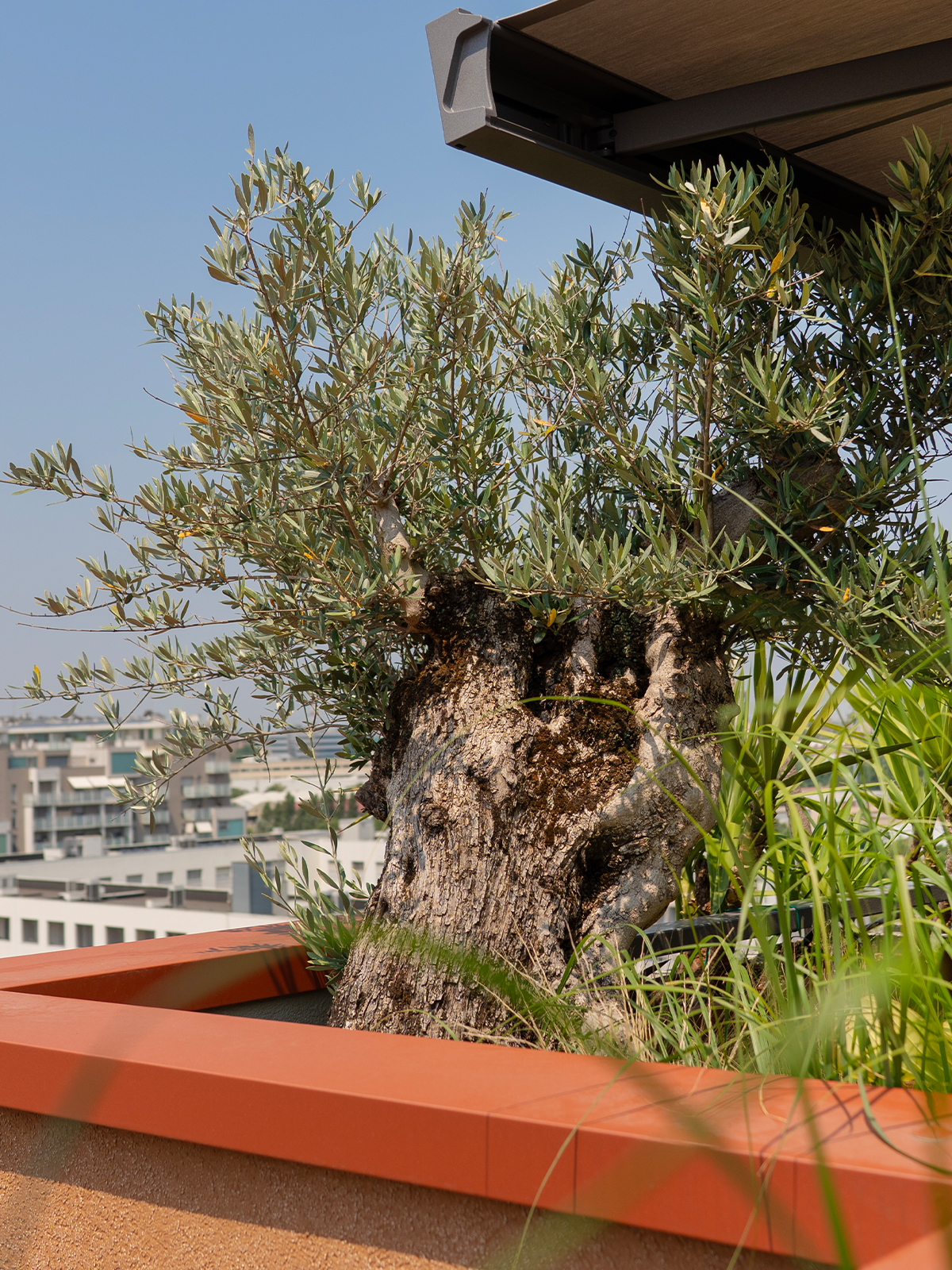 progetto terrazzo mexican jungle - green design