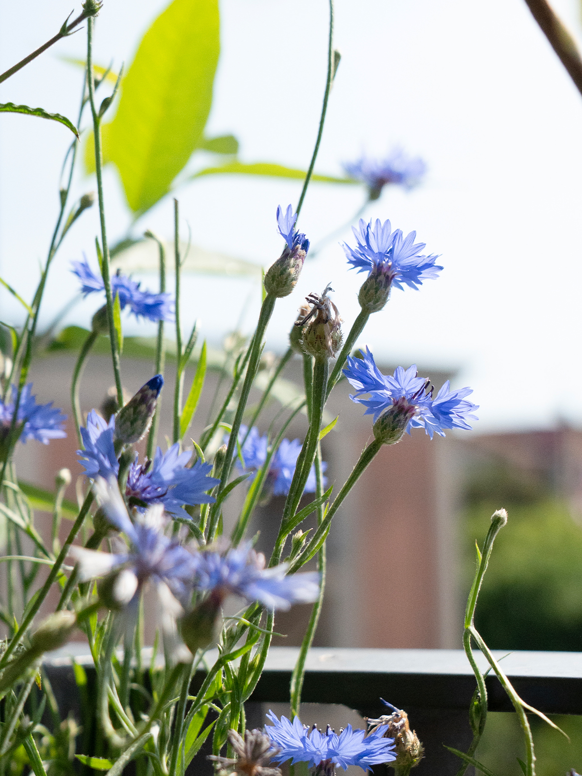 studio lai valenti - outdoor design milano - terrazzo orsa